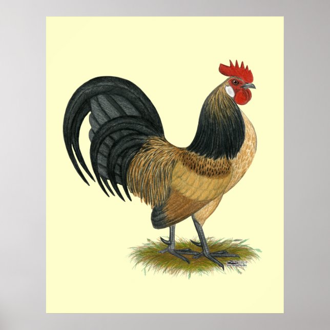 Poster Holandês Bantam: Blue Quail Rooster (Frente)