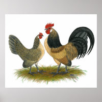 Holandês Bantam: Codorniz Azul