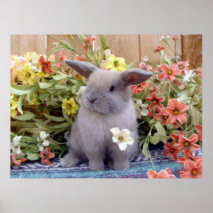 Poster Holland Lop bunny em um
