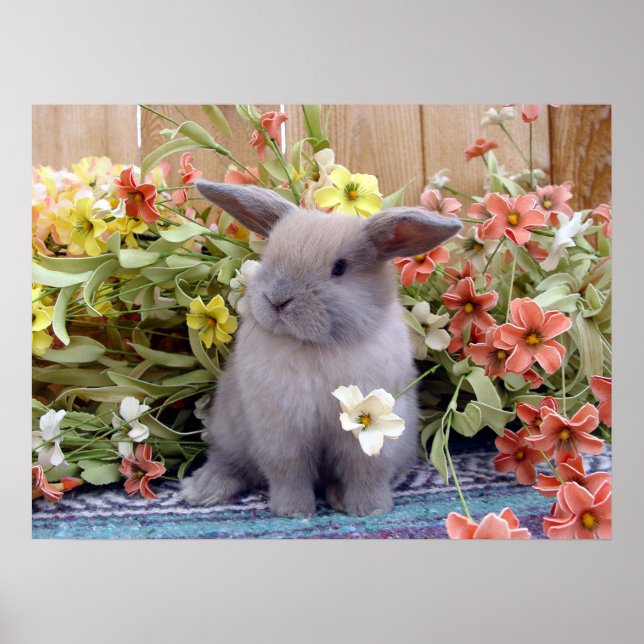 Poster Holland Lop bunny em um (Frente)