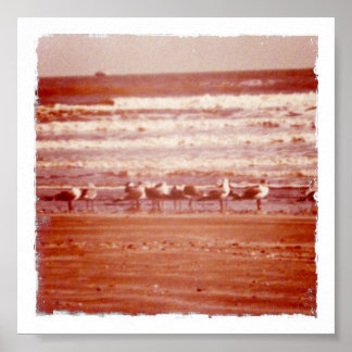 Poster Holly Beach Seagulls