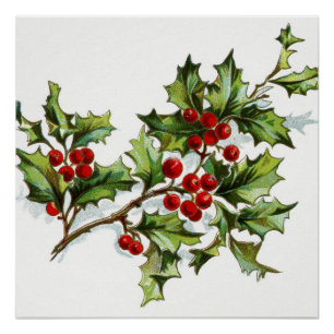 Pôster Holly Berries 001