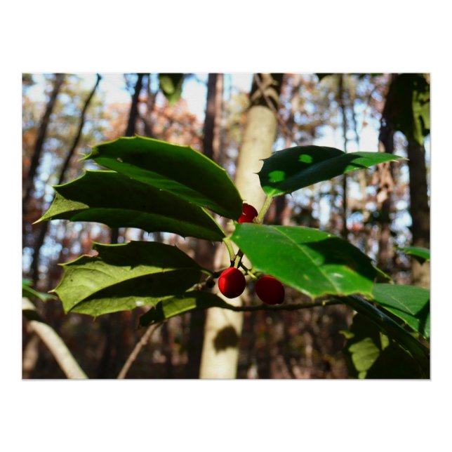 Pôster Holly deixa eu feriado botânico (Frente)
