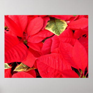 Poster Holly Point Poinsettias Holiday Floral