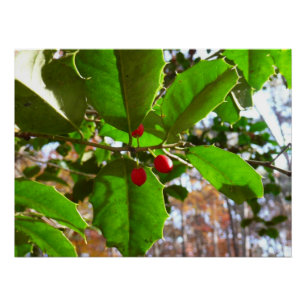 Pôster Holly Sai do Feriado II Botânico
