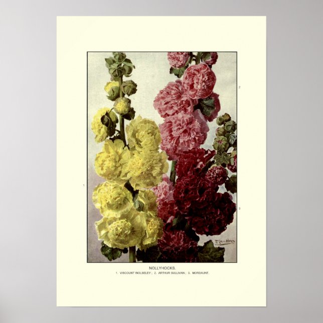 Poster Hollyhocks (Frente)