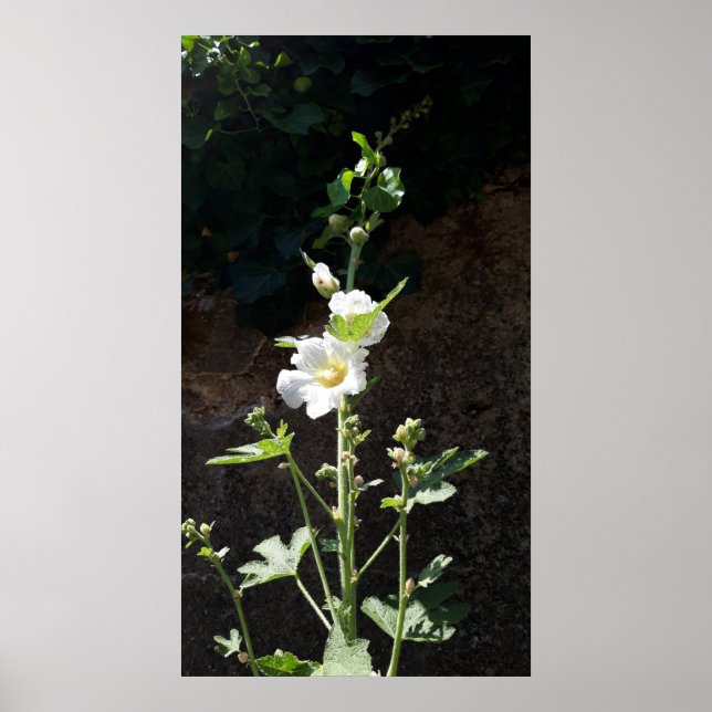Poster Hollyhocks flower , Alcea Alba (Frente)