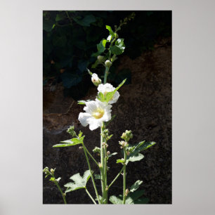 Poster Hollyhocks flower , Alcea Alba