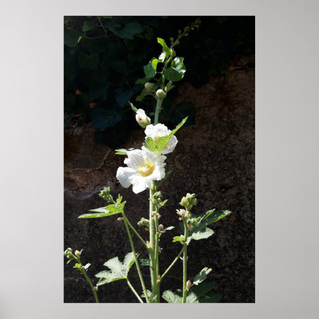 Poster Hollyhocks flower , Alcea Alba (Frente)