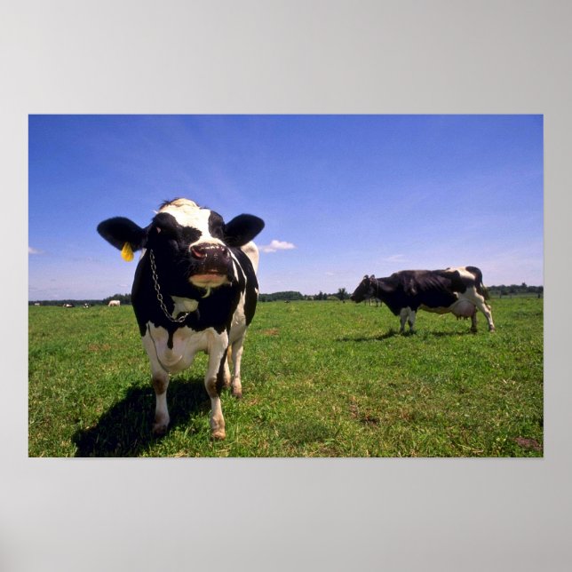 Poster Holstein Dairy Cattle (Frente)