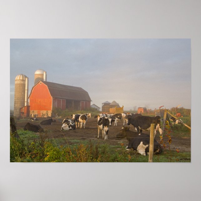 Pôster Holstein dairy cows outside a barn at sunrise (Frente)