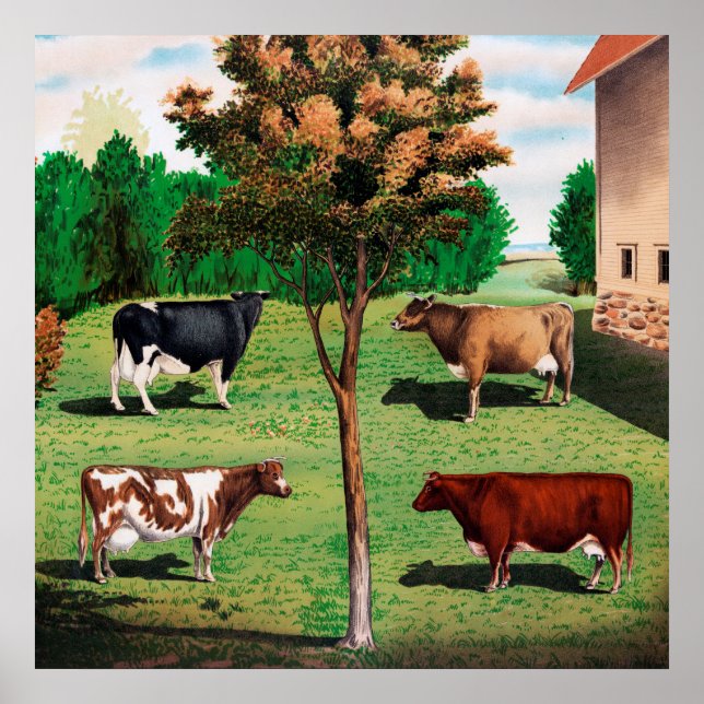 Pôster Holstein, Jersey, Ayrshire e Shorthorn (Frente)