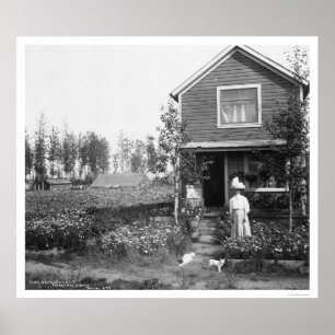Pôster Home Cats Fairbanks Alaska 1916