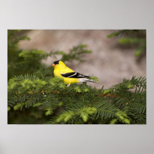 Pôster Homem americano do Goldfinch em uma árvore