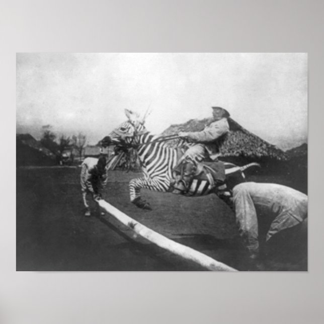 Poster Homem Andando Zebra Pulando Foto de Cerca (Frente)