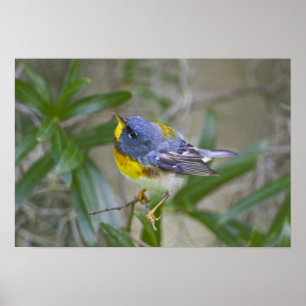 Poster Homem da americana do Parula do Parula do norte)
