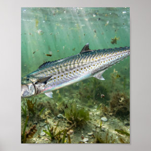 Poster Homem da Flórida Robalo-Rei Pescaria Costeira