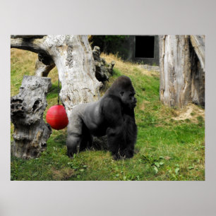 Pôster Homem do silverback do gorila da planície no