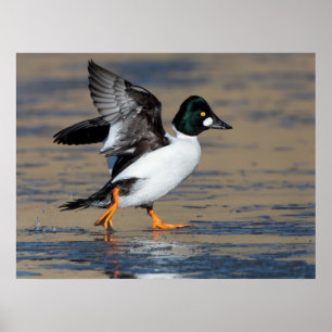 Pôster Homem Goldeneye batendo no gelo