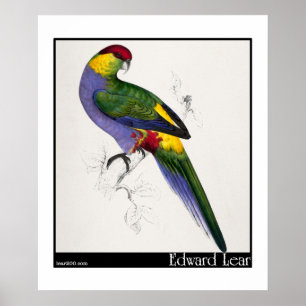 Pôster Homem Vermelho-Tampado do Parakeet de Edward Lear