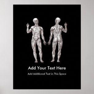 Pôster Homens do músculo - anatomia do sistema muscular