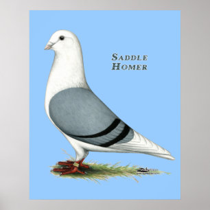 Poster Homer Blue Saddle