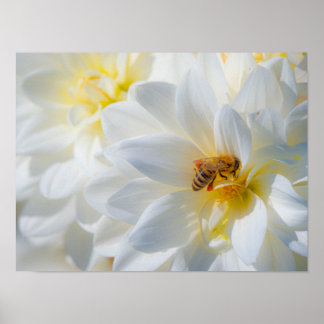 Poster Honeybee on a Dahlia