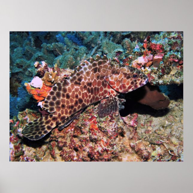 Poster Honeycomb Grouper (Frente)
