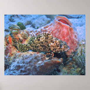Poster Honeycomb Grouper