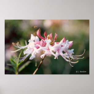 Pôster Honeysuckle Azalea Wildflower