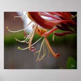Pôster Honeysuckle [Impressão de Arte]