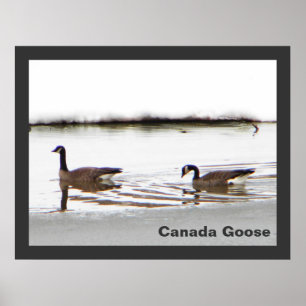 Pôster Honkers - Canadá Geese