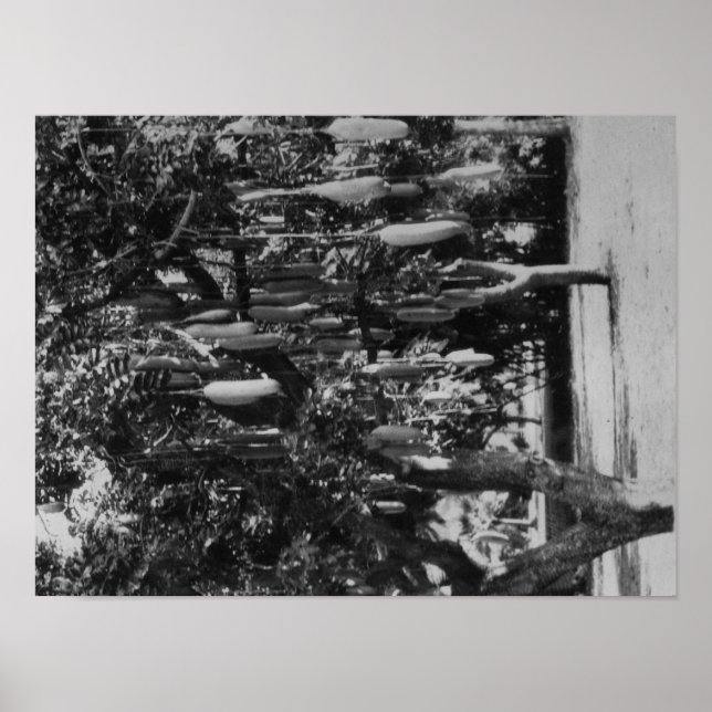 Pôster Honolulu, HI - Universidade do Havaí (Frente)