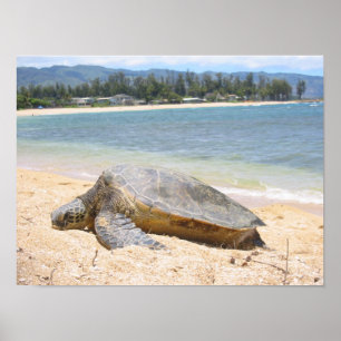 Poster Honu havaiano