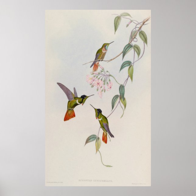 Poster Hooded Visorbearer Hummingbird Augastes lumachella (Frente)