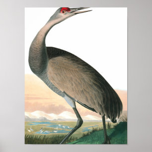Poster Hooping Crane de John James Audubon