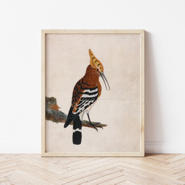 Poster Hoopoe comum | William Lewin (Criador carregado)