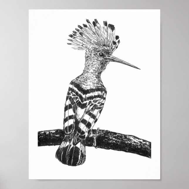 Poster Hoopoe drawing (Frente)