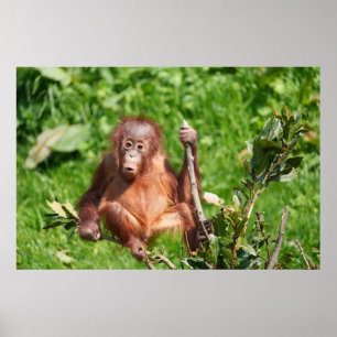 Poster Hoots do Bebê Orangutan