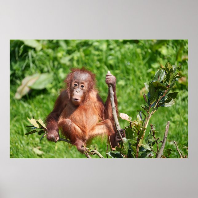 Poster Hoots do Bebê Orangutan (Frente)
