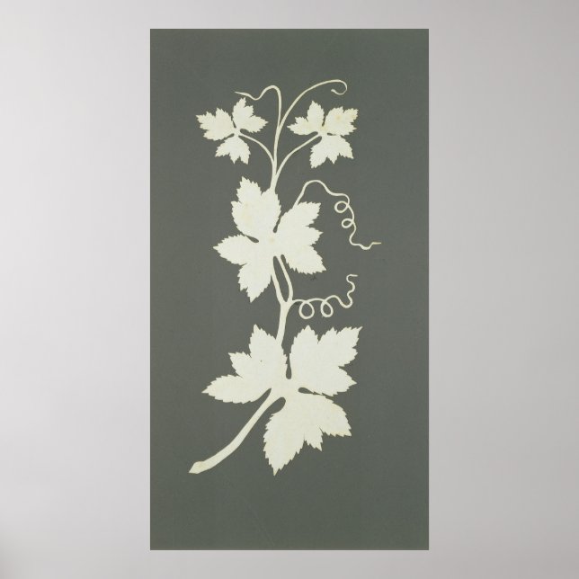 Pôster Hop plant (Frente)