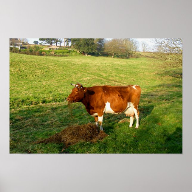 Poster Hora de alimentação para vaca Guernsey (Frente)