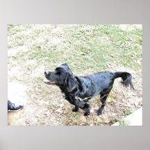 Hora de Levar o Cachorro para Caminar