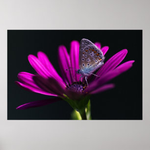 Poster Hora do almoço