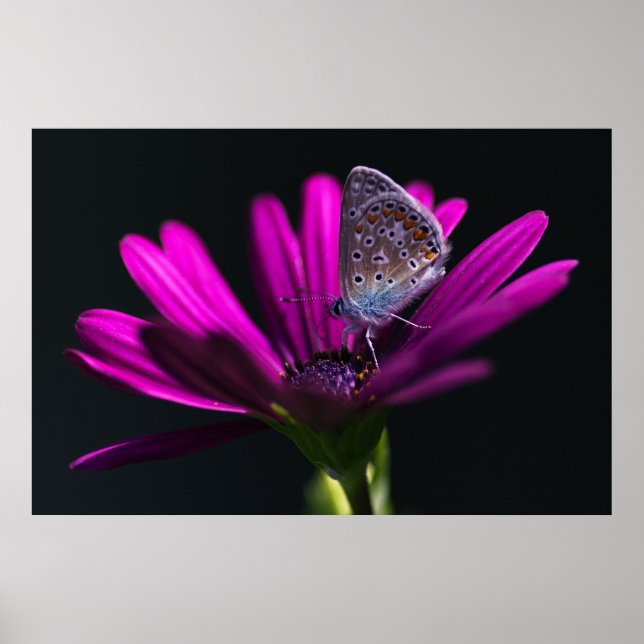 Poster Hora do almoço (Frente)