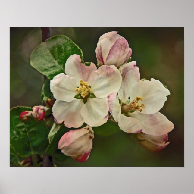 Poster Hora do Flor de Maçã (Frente)