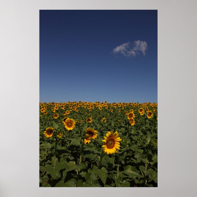 Pôster Horizonte (Frente)