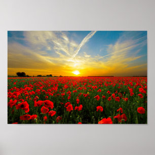 Pôster Horizonte Solar Maravilhoso do Campo Poppy