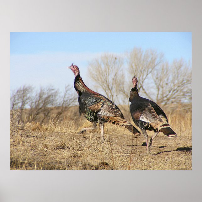 Pôster Horizonte Turquia (Frente)