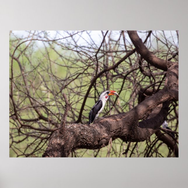Poster Hornbill de bico vermelho — Sentinela da Savana (Frente)